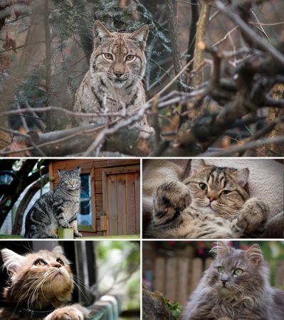 Wallpapers - Cats Part #30