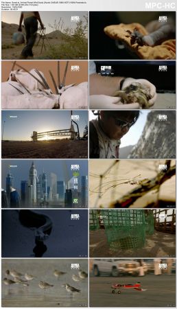 Animal Planet Wild Dubai 2Audio ChtSUB 1080i HDTV H264-Powerais