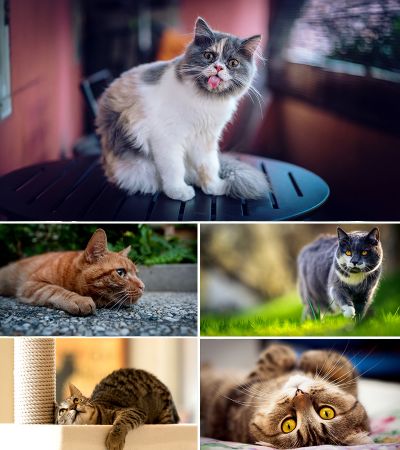 Wallpapers - Cats Part #32