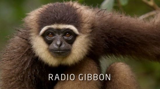 BBC Natural World - Radio Gibbon (2009) 1080p HDTV x265 AAC MVGroup