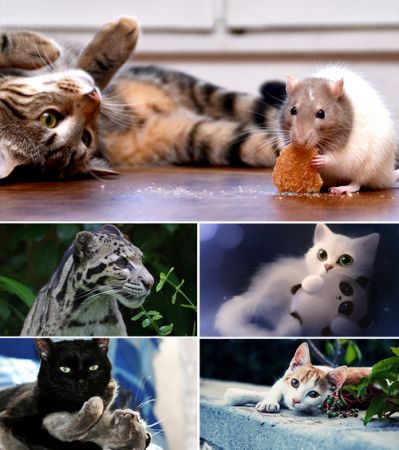 Wallpapers - Cats Part #31