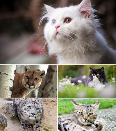 Wallpapers - Cats Part #25