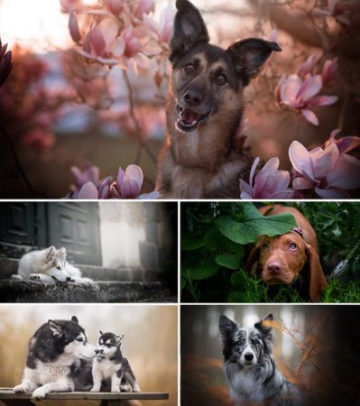 Wallpapers - Dog Part #1