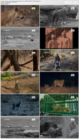 Animal Planet Indias Wandering Lions ChtSUB 1080i HDTV H264-Powerais