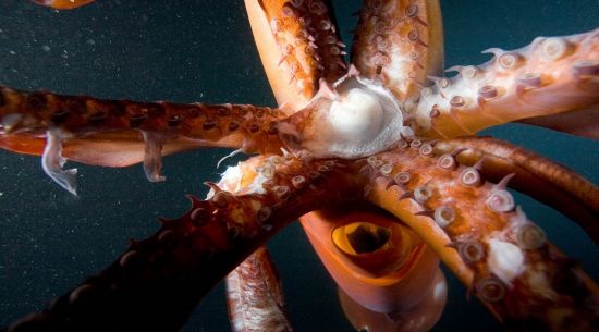 Nat Geo Wild Deep Sea Killers 3Audio 1080i HDTV H264-Powerais