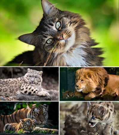 Wallpapers - Cats Part #33