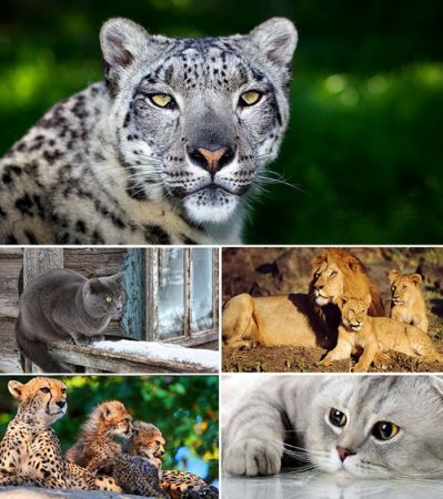 Wallpapers - Cats Part #29