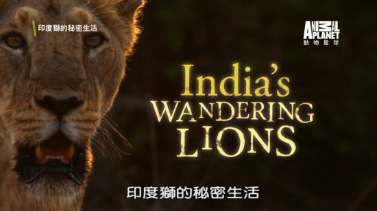 Animal Planet Indias Wandering Lions ChtSUB 1080i HDTV H264-Powerais