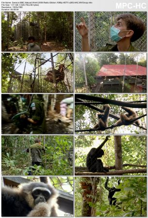 BBC Natural World - Radio Gibbon (2009) 1080p HDTV x265 AAC MVGroup