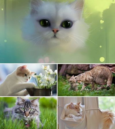 Wallpapers - Cats Part #28