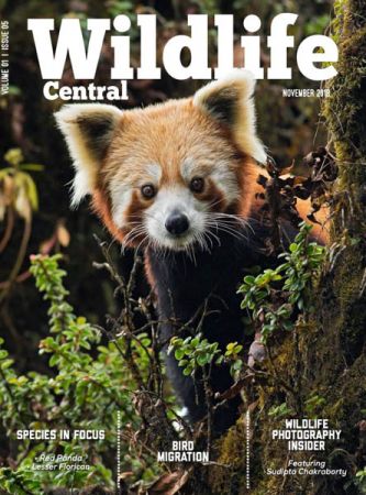 Wildlife Central - November 2018