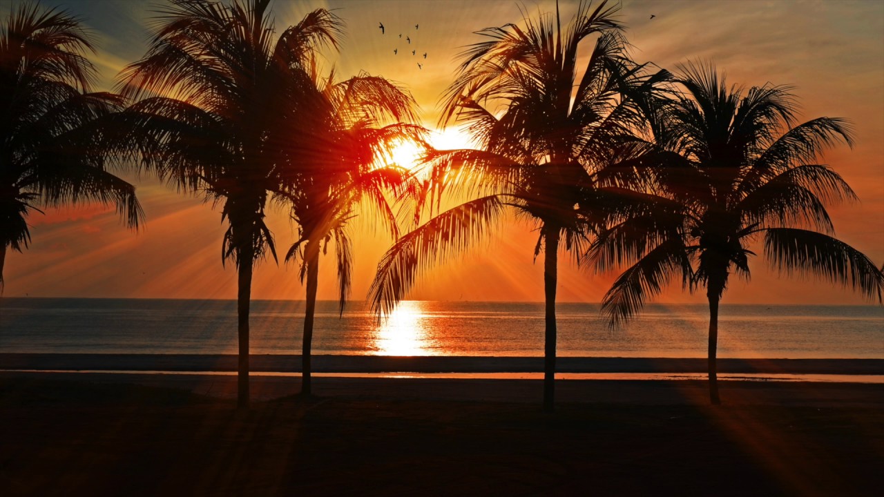 tcel tropical sunrise