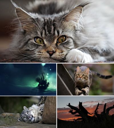 Wallpapers - Cats Part #36