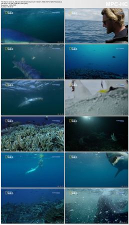 Nat Geo Wild Shark Swarm 2017 MULTi 1080i HDTV H264-Powerais