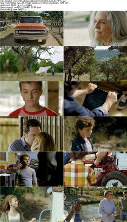 Pony With A Broken Wing 2019 DVDRip XviD AC3-EVO
