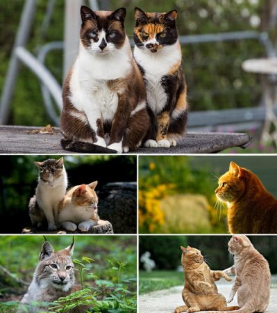 Wallpapers - Cats Part #38