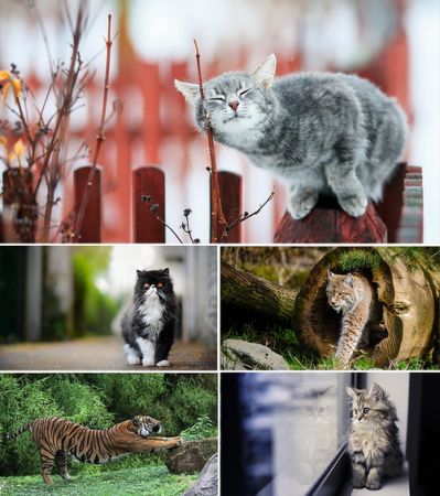 Wallpapers - Cats Part #35