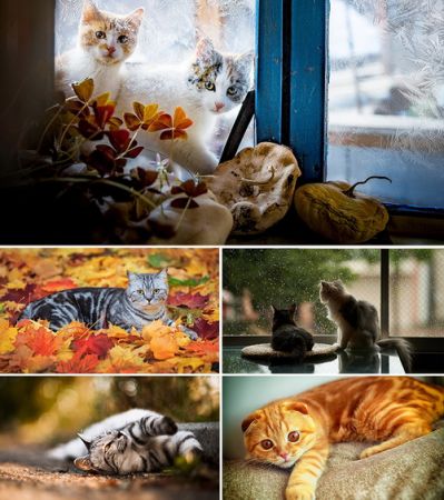 Wallpapers - Cats Part #37
