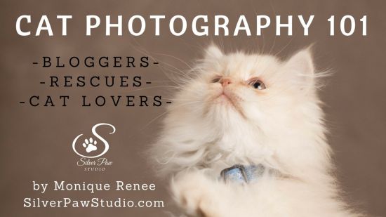 Cat Photography 101