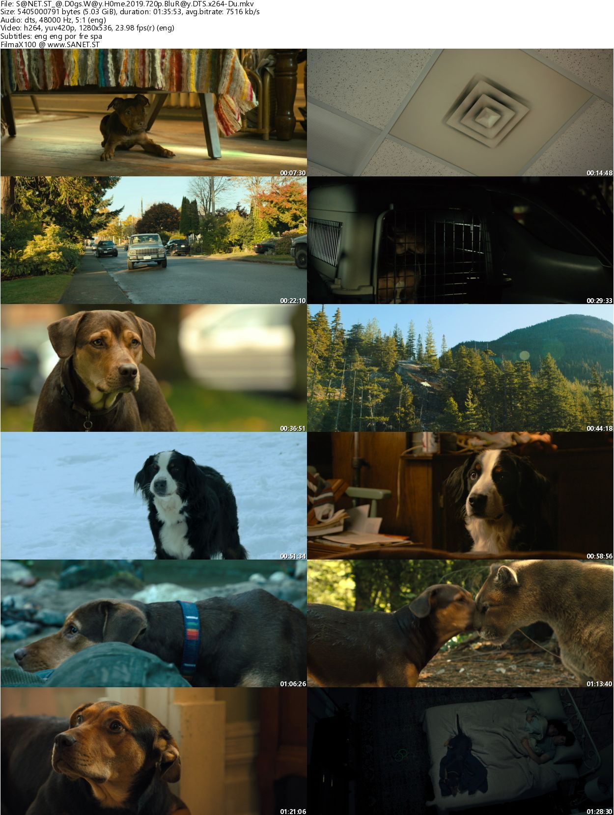 Download A Dogs Way Home 2019 720p BluRay DTS x264-Du - SoftArchive