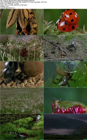 Microcosmos 1996 576p BluRay DD5.1 x264-NOGRP