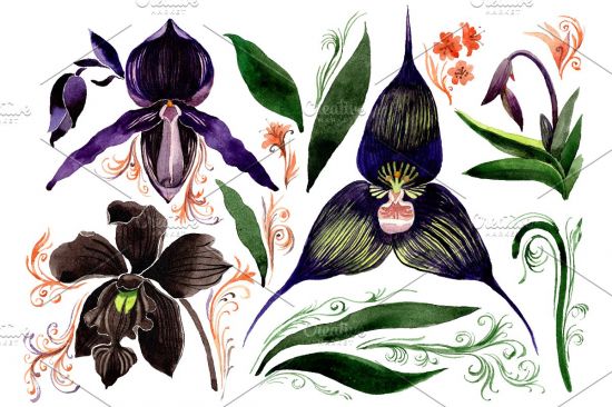 Orchid black Watercolor   3681458