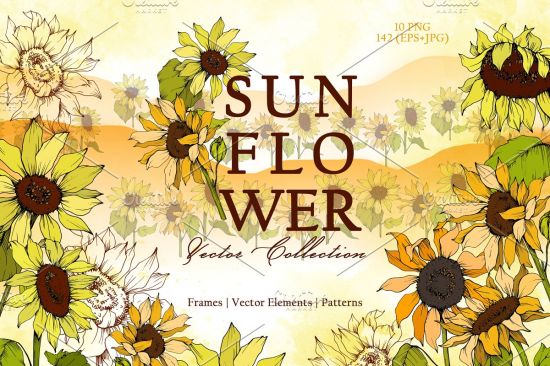 Sunflower Vector Collection   3682058