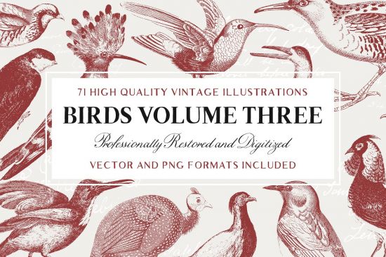 71 Engraved Bird Illustrations   2508203