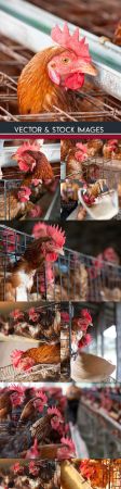 Hens farm and production of egg and meat