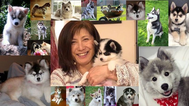 Pomsky Dog Care and Training Course