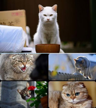 Wallpapers - Cats Part #62