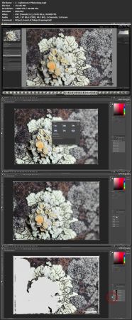 Combine Your Macro Photography Shots for Sharper Images - Focus Stacking!