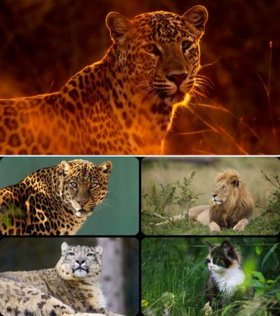 Wallpapers - Cats Part #63