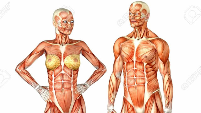 Human Skeletal system Part 1- The upper Limb