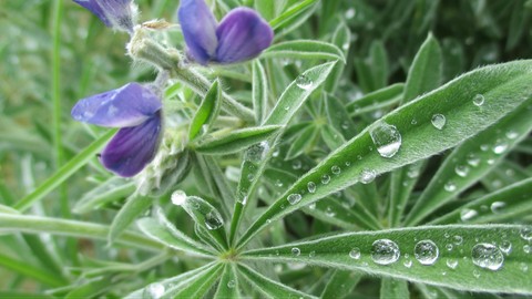 Hemp Oil Uses and Health Benefits