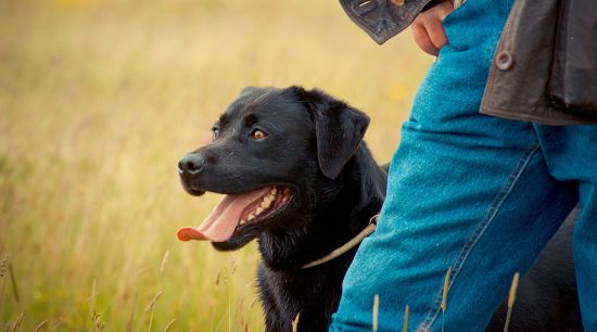 Dog Training - Become A Professional Dog Trainer