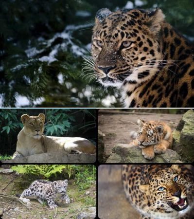 Wallpapers - Cats Part #64