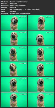 Green Screen Editing: Premiere Pro, Final Cut, After Effects