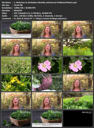 Herbalism :: Identify &amp; Harvest Wild Medicinal Plants