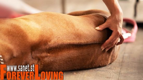 Dog Massage Training Course