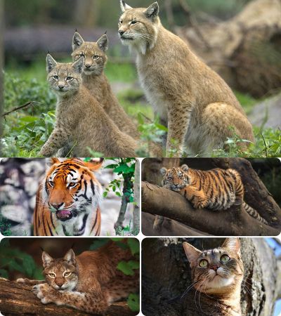 Wallpapers - Cats. Part. #68