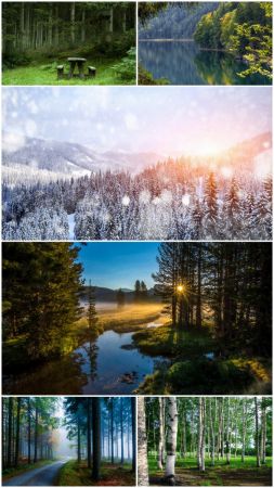 Wood landscapes (Part 58)