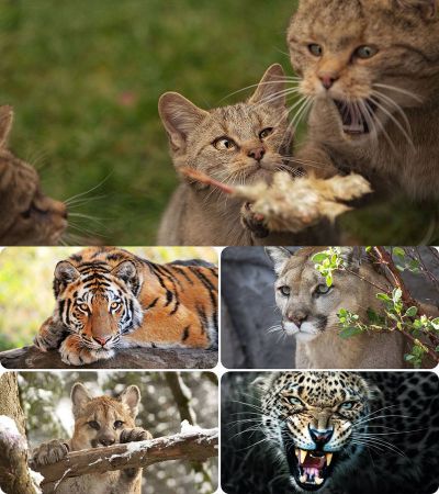 Wallpapers - Cats. Part. #66