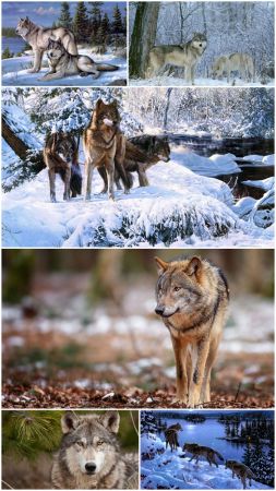 Wolf collection wallpaper