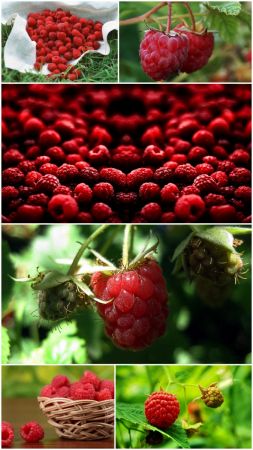 Raspberry wallpaper