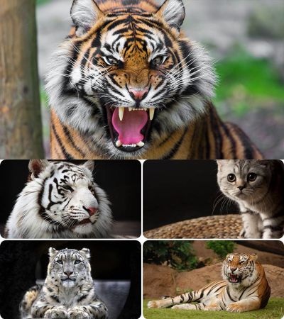 Wallpapers - Cats. Part. #70