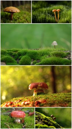 Mushroom photography