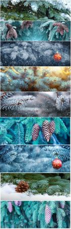 Background of Christmas tree branches with big fir cones