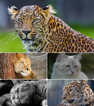 Wallpapers - Cats. Part. #71