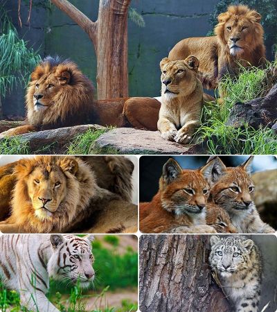 Wallpapers - Cats. Part. #72